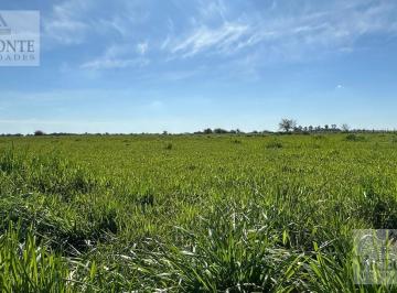 Campo , Brandsen · Campo 220 Has Ganadero Superior, Brandsen. Buenos Aires