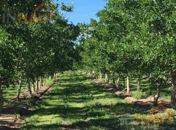 Campo · 60ha · 3 Ambientes · 1 Cochera · Venta Chacra General Roca 7.5ha