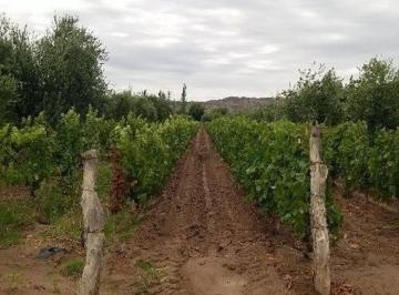 Campo · 22000m² · Finca en Venta en Maipú Lunlunta