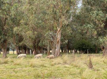 Foto1 · Campo 230 Has - Ganadero y Turístico en Rocha