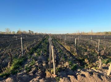Campo , Junín · Finca de 9 Ha de Malbec en Venta - Junín - Salida a Nueva Doble Vía del Este