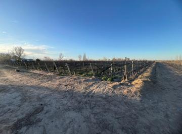 Terreno , Junín · Finca en Venta - 12 Ha, 3 Ha de Malbec - Junín - Salida a Nueva Doble Vía del Este
