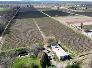 Campo , Agrelo · Venta de Finca en Agrelo, Lujan de Cuyo