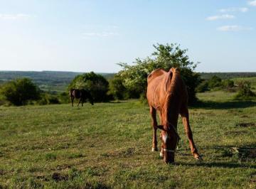 Campo · 400000m² · 40 Ha en Venta Campo Ganadero en Coronda Acepta Permuta en Rosario
