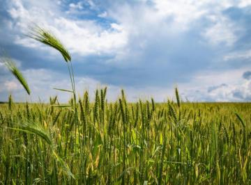 Campo · 39000m² · Campo en Venta, 3,9 Has 100% Agrícolas, Suelo 2, Soldini