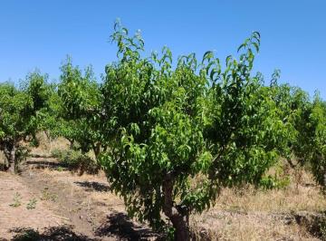 Terreno , Maipú · ¡Vende Finca! Villa Seca, Rodeo del Medio, Maipú.