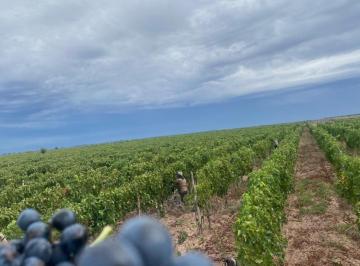 Quinta vacacional · 240000m² · Greenwood Inmobiliaria Presenta Finca Productiva de 24 Ha en La Prestigiosa Region de Jocoli