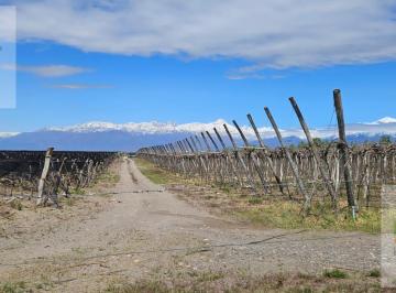 Campo · 100000ha · Finca de 10 Has en Venta en Ruta 89, Tupungato, Mendoza