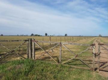 Campo · 2650000ha · 5 Ambientes · Campo Mixto Ganadero Perez