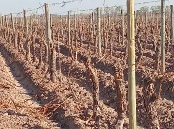 Campo · 30ha · Finca en Venta - Lujan de Cuyo