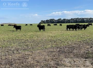 Campo · 120m² · 3 Ambientes · 450 Has Magdalena - Campo en Venta a m de Ruta 36!