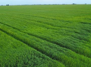Campo , San Cayetano · Campo Agrícola 170 Ha San Cayetano, Provincia de Buenos Aires.