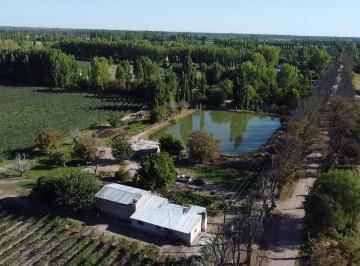 Campo · 200000m² · Viñedo en Cuadro Benegas