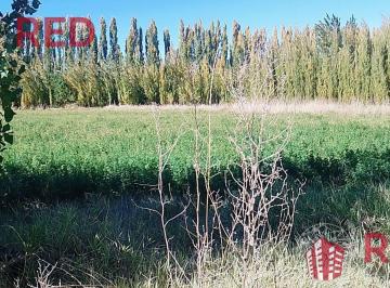 Campo · 45ha · 1 Dormitorio · Vende Chacra en Produccion en Senillosa