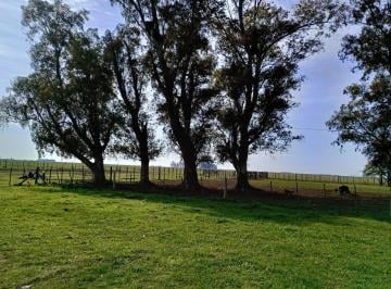 Campo · Campo en Dolores