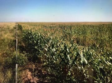 Campo , Bandera · Bandera Santiago del Estero 430 Has Agricolas - Financiacion