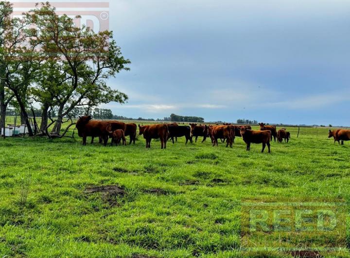 Campo · 280000m²