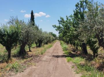 Campo · 6400m² · Venta Terreno con Olivos y Ciruelos Sobre Calle Moreno, Maipú