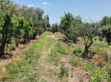 Campo · 6400m² · Venta Terreno con Olivos y Ciruelos Sobre Calle Moreno, Maipú