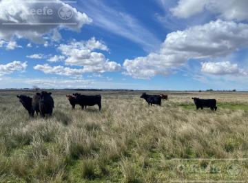 Campo · 150ha · 4 Ambientes · Magdalena 600 Has - Campo en Venta