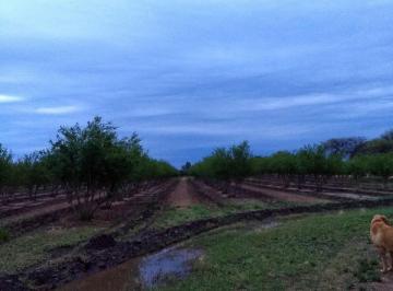 Foto · Se Vende Campo de 50 Has Agricolas