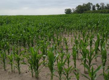 Terreno · 49m² · Campo Productivo de 49,38ha en Chivilcoy