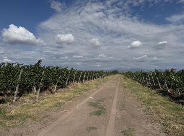 Campo · 100m² · 4 Ambientes · Venta - Finca de 14 Has - Malbec Orgánico - Chachingo