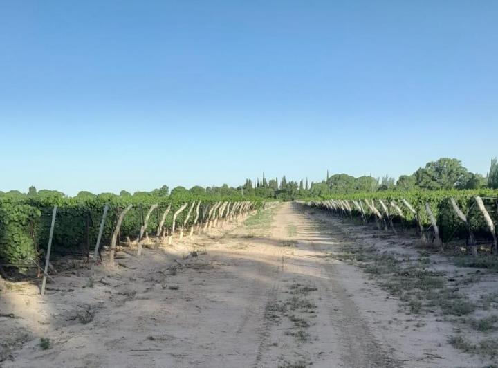 Campo · 190000ha
