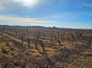 Terreno , Junín · Finca en Venta – Junín, Mendoza | 8,7 Ha | Pozo Funcionando | en Producción