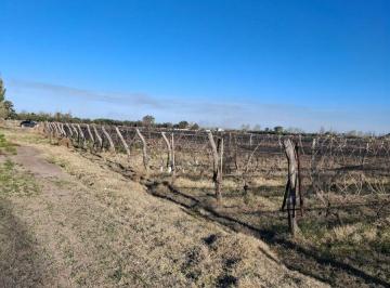 Terreno , Las Paredes · Finca de Casi 2 Hectáreas en Las Paredes Distrito de San Rafael Mendoza