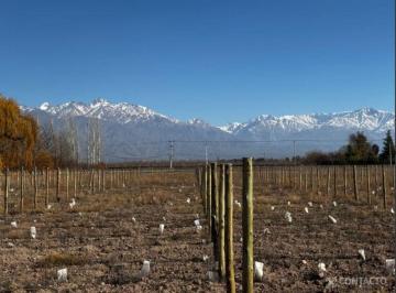 Terreno , Tunuyán · Venta Lotes Desde 5.000 m² Sobre Asfalto con Servicios y Vista - Vista Flores - Tunuyán