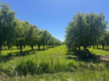 Campo , La Primavera · Contacto Propiedades Inmobiliaria Vende Finca en Tunuyán