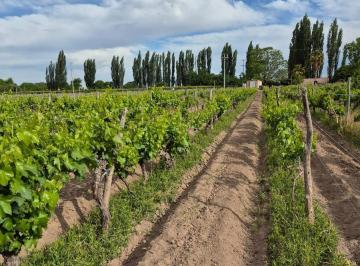 Campo · 80000m² · Vende Finca en Alto Ugarteche