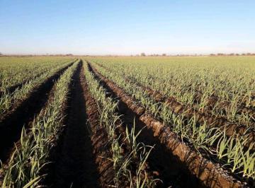 Campo · 790000m² · Venta de Finca de 79 Has – San Martín, Mza.