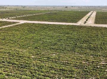 Campo · 5950000m² · Venta de Finca de 208 Has - San Martin, Mendoza