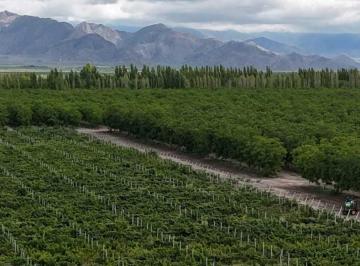 Campo · 740000m² · Venta de Exclusiva Finca de 74,5 Has - San Carlos, Mendoza.