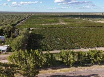 Campo · 400000ha · Venta de 40 Has en La Dormida, Santa Rosa - Mendoza