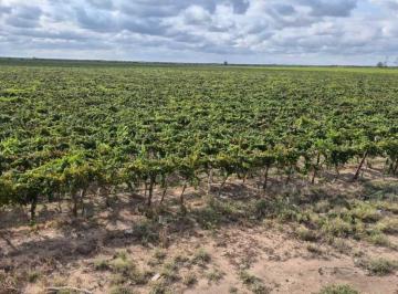 Campo · 530000m² · Venta de Finca 53 Has – San Martín, Mendoza