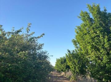 Terreno · 75700m² · Finca en El Algarrobal