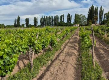 Quinta vacacional · 125000m² · Greenwood Inmobiliaria Vende Finca en Lujan de Cuyo, Ugarteche