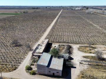 Campo , San Martín · Finca de Ha Productiva - San Martin, Mendoza