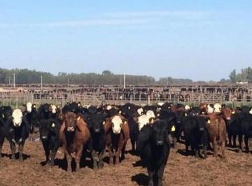 Campo · 5000000m² · 1 Ambiente · !oportunidad¡Campo Mixto 500 Ha 80% Agrícola