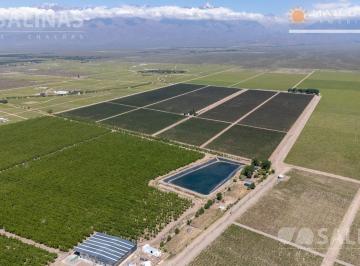 Campo · 700000m² · Finca con Viñedos en Los Chacayes