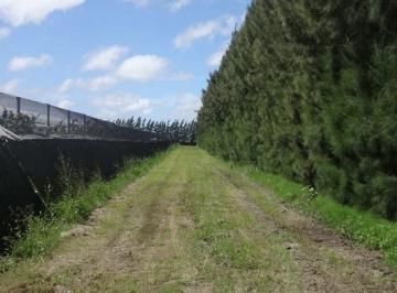 Campo · 200m² · Campo de Kiwis en Villa Parque Sicardi (Leer Descripción del Negocio y Su Rentabilidad)