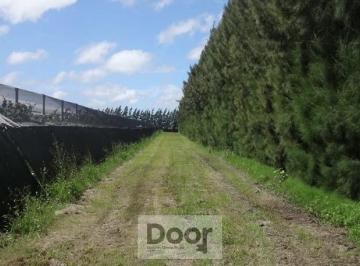 Campo · 200m² · Campo en Venta en 658 y 1. 16.59 Hectáreas Divididas en Dos Parcelas de 8 Hectáreas Cada Una.