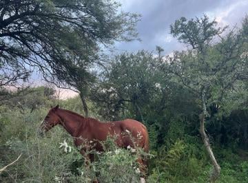 Terreno , Anisacate · Oportunidad Terreno de 5000 m² en Venta en Vistas de Anisacate