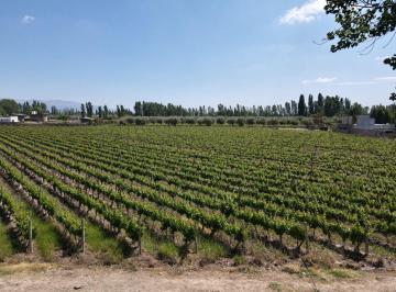 Terreno en Venta   · Vende Loteo de 10.000 m² y 35 m² de Frente Sobre Calle Azcuénaga, de Lunlunta, Maipú.