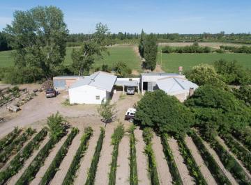Campo , General Alvear · Finca de 5.25 Ha – Gral Alvear, Mendoza