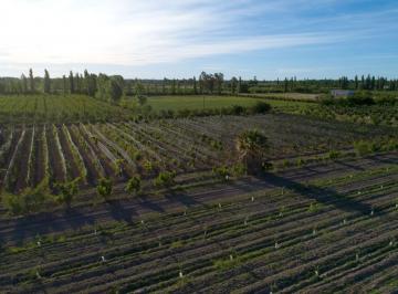 Campo , Bowen · Finca II, Gral Alvear, Mendoza, 5 Ha Sobre Ruta