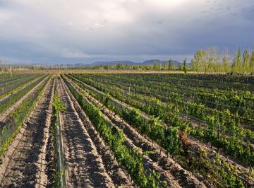 Viñedo de Malbec con certificación biodinámica Demeter en Rama Caída, San Rafael. · Finca Malbec 8 Ha | Rama Caída, San Rafael